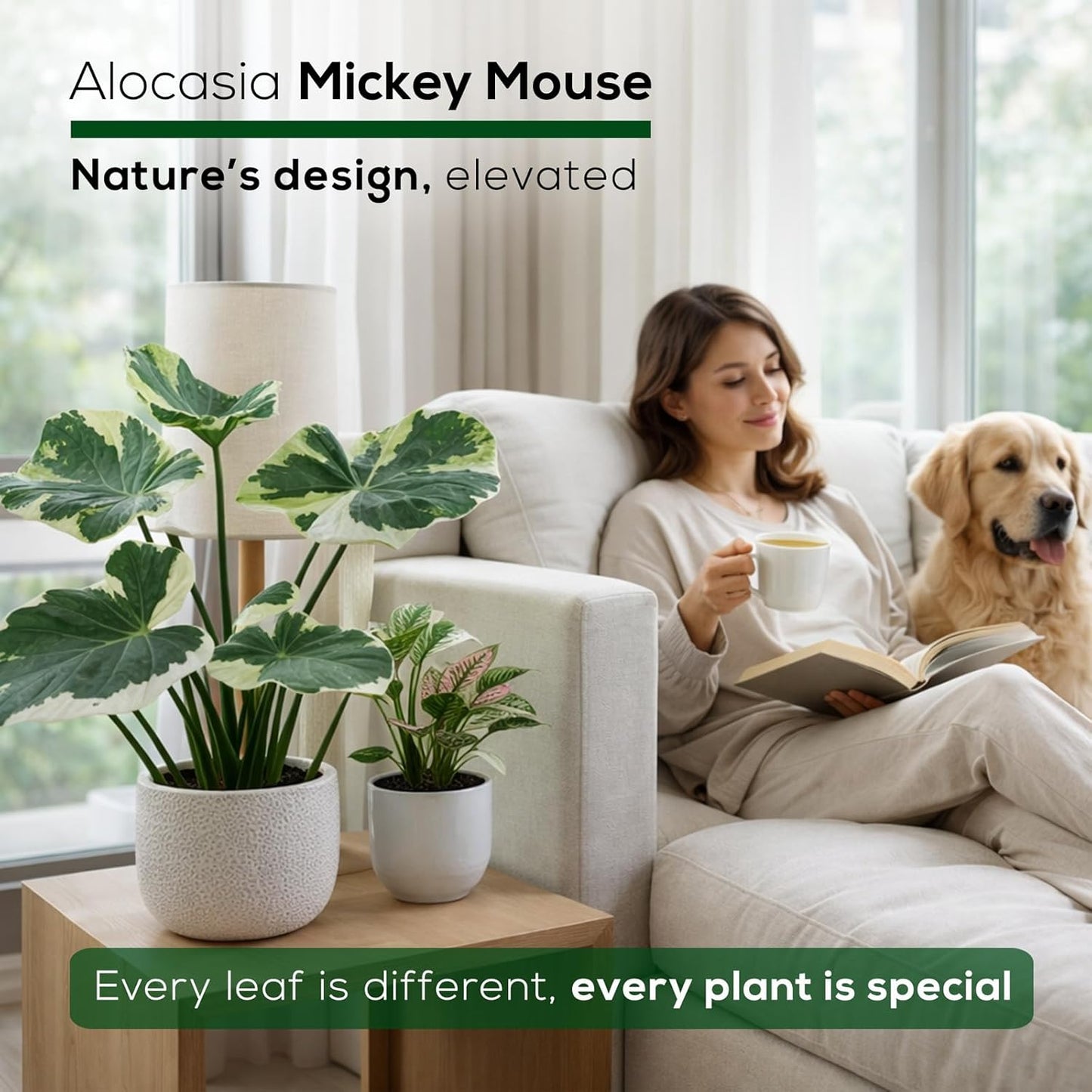 Alocasia Mickey Mouse Plant (4 Pack) Live Plant,Rare Indoor Alocasia, Elephant Ear Houseplant,Unique Mickey Mouse Leaf Shape Plant,Tropical Houseplant Live, Starter Size Alocasia Plant for Indoor Home Decor