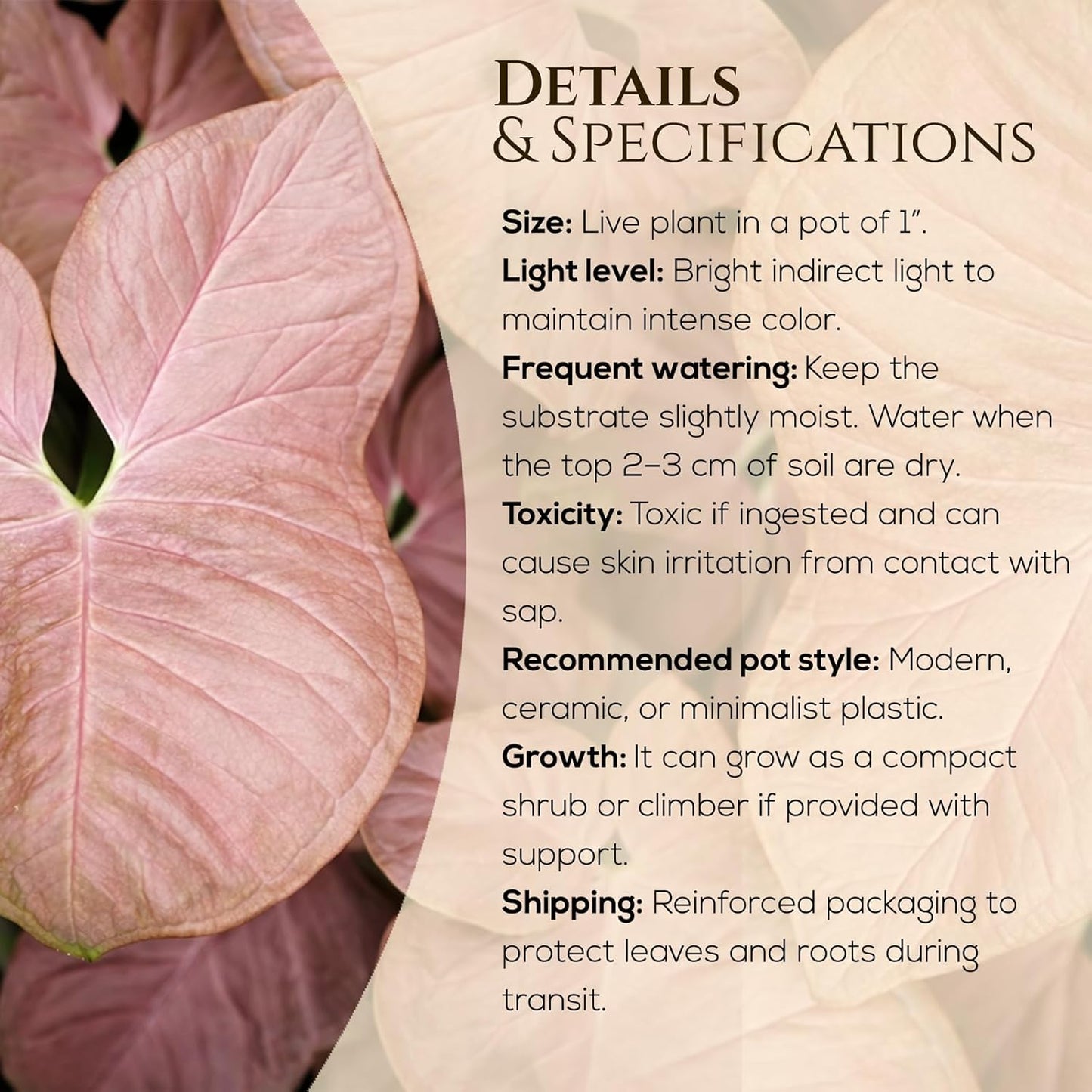 Syngonium Plant Collection (4 Pack) Live Starter Plants, Batik, Holly M, Milk Confetti, Neon Robusta, Rare Indoor Houseplants, Easy Care Arrowhead Vine Plants Live