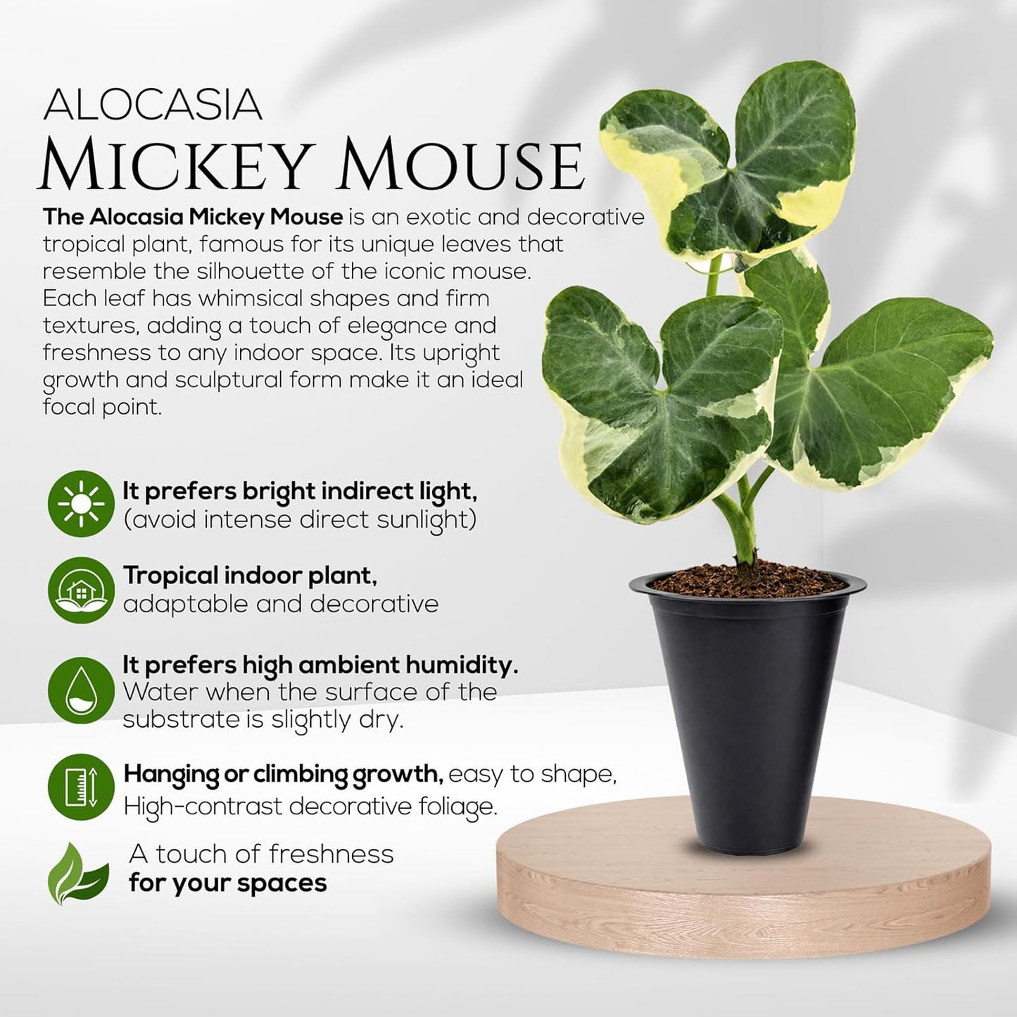 Alocasia Mickey Mouse Plant (4 Pack) Live Plant,Rare Indoor Alocasia, Elephant Ear Houseplant,Unique Mickey Mouse Leaf Shape Plant,Tropical Houseplant Live, Starter Size Alocasia Plant for Indoor Home Decor