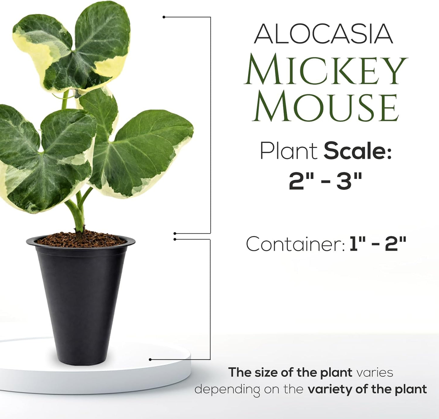 Alocasia Mickey Mouse Plant (4 Pack) Live Plant,Rare Indoor Alocasia, Elephant Ear Houseplant,Unique Mickey Mouse Leaf Shape Plant,Tropical Houseplant Live, Starter Size Alocasia Plant for Indoor Home Decor