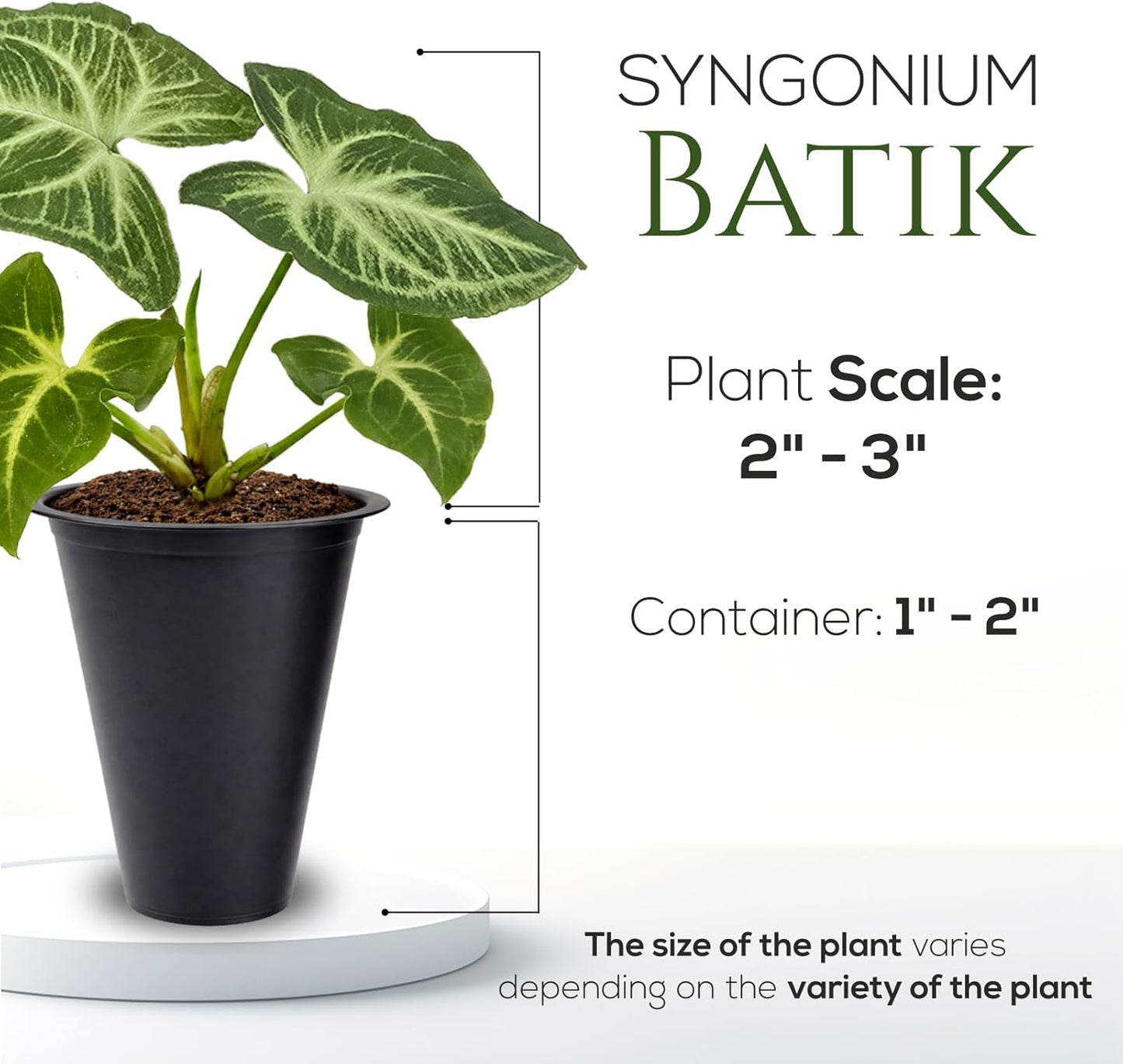 Syngonium Batik Plant (4 Pack) Live Starter Plants, Variegated Arrowhead Vine Houseplants, Easy Care Indoor Tropical Plants Live, Decorative Foliage Plants