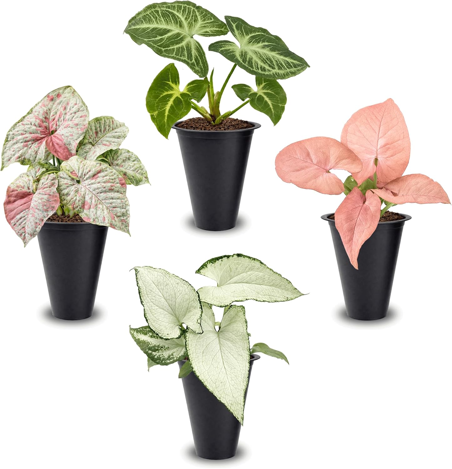 Syngonium Plant Collection (4 Pack) Live Starter Plants, Batik, Holly M, Milk Confetti, Neon Robusta, Rare Indoor Houseplants, Easy Care Arrowhead Vine Plants Live