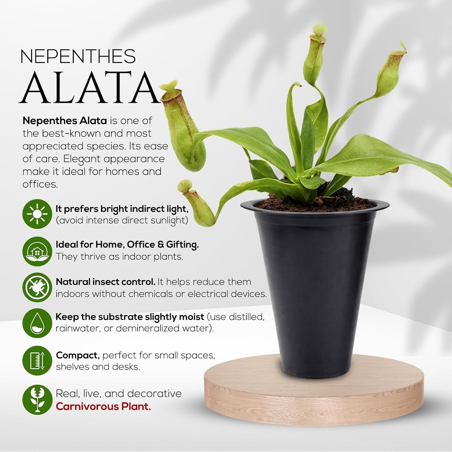 Pitcher Plant Collection (4 Pack) Rare Nephentes Live Carnivorous Plants- Gaya, Miranda, Lady Luck & Alata- Insect Eating Indoor Plants,  Exotic Live Pitcher Plants