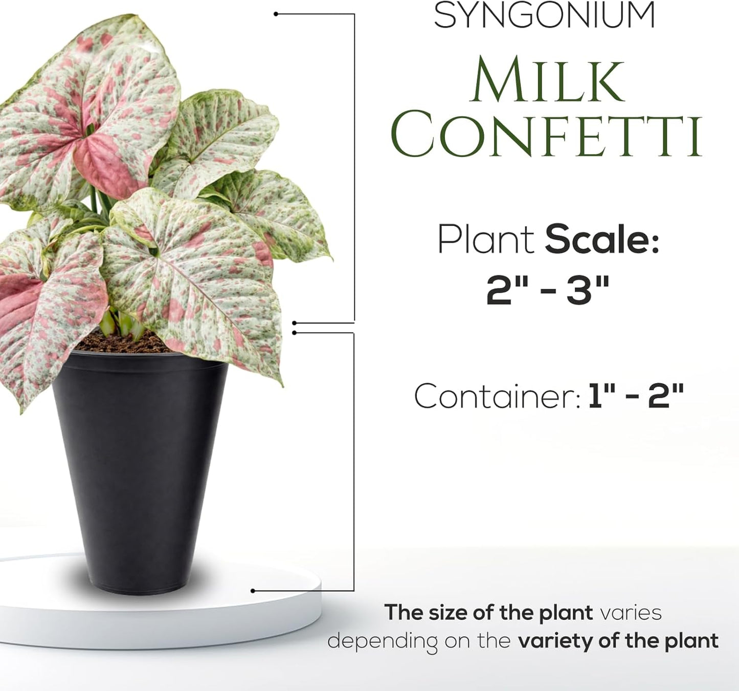 Syngonium Confetti Plant (4 Pack) Rare Live Starter Plants, Variegated Arrowhead Vine Houseplants, Easy Care Indoor Tropical Plants Live, Pink Foliage Houseplants