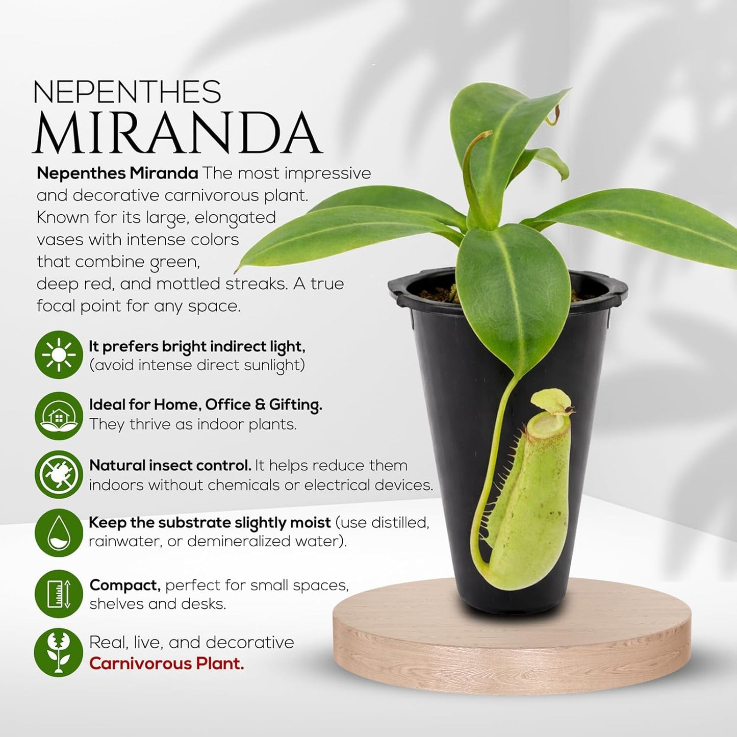 Pitcher Plant Collection (4 Pack) Rare Nephentes Live Carnivorous Plants- Gaya, Miranda, Lady Luck & Alata- Insect Eating Indoor Plants,  Exotic Live Pitcher Plants