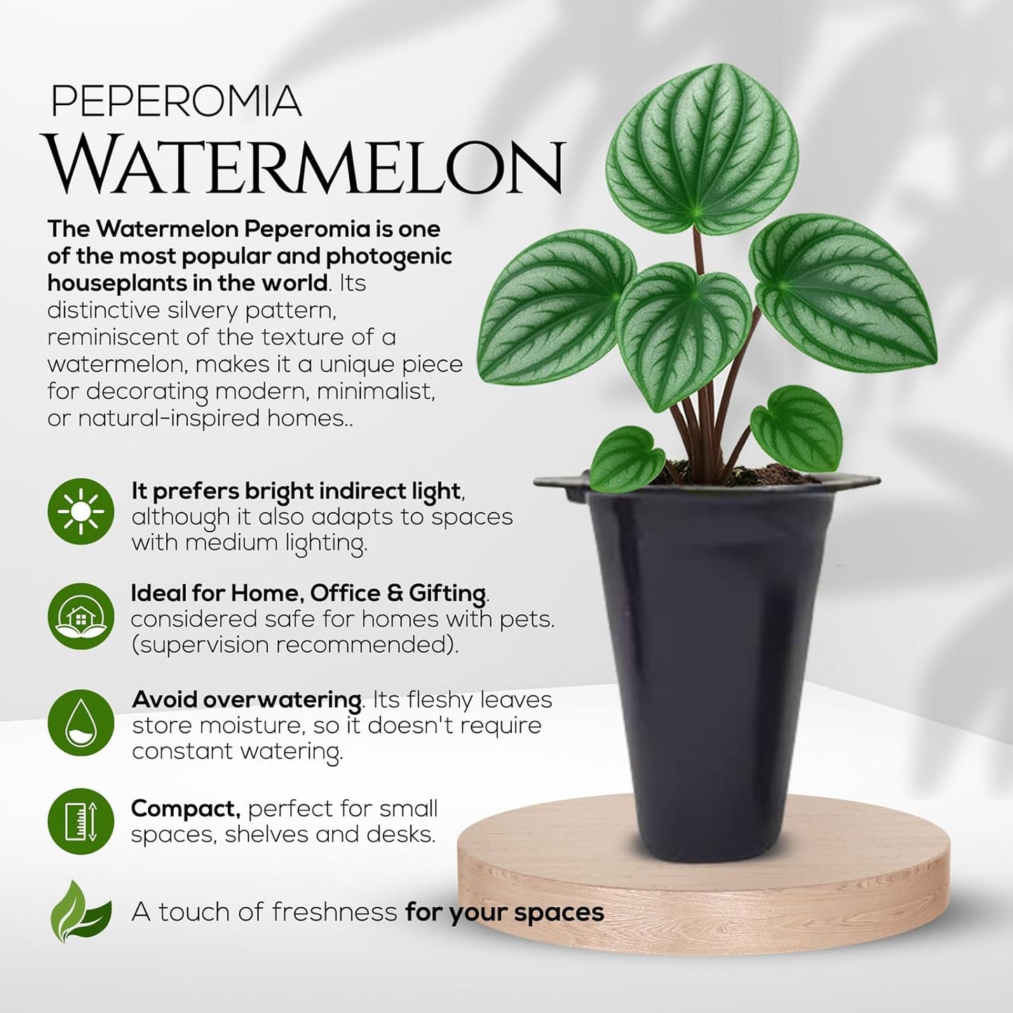 Peperomia Plant Collection (4 Pack)– Set of Rare Varieties | Watermelon, Frost, Eden Rosso & Piccolo Banda | Easy Indoor Houseplants, Live Plants for Home Decor (Peperomia Collection)