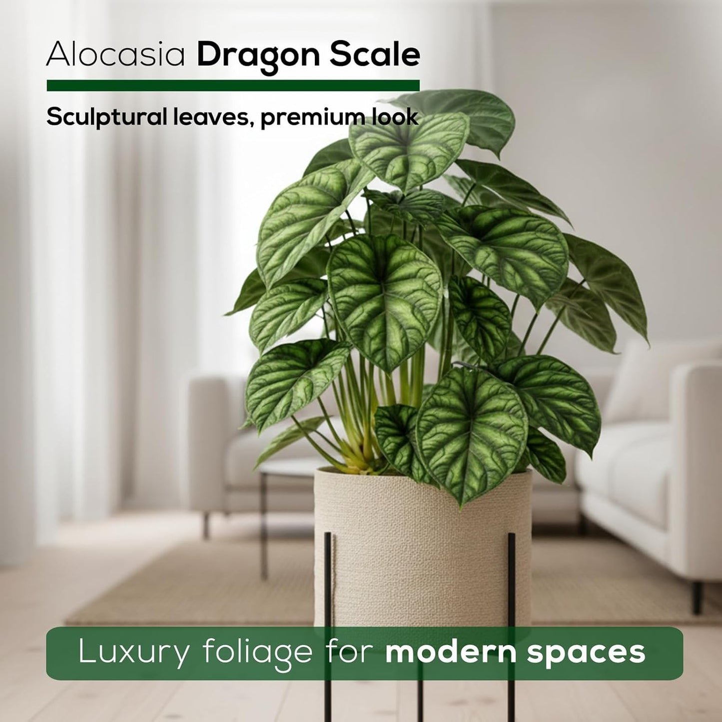Alocasia Dragon Scale (4 Pack) Live Plant, Rare Indoor Alocasia, Elephant Ear Tropical Houseplant, Textured Foliage Plant, Starter Size Alocasia Plant,Houseplant for Home Decor and Indoor Growing