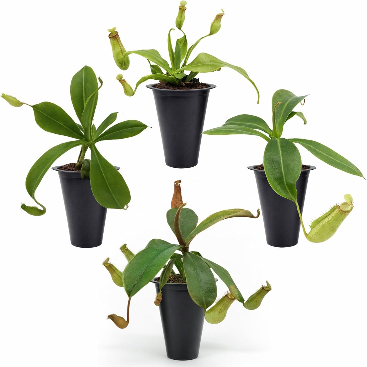 Pitcher Plant Collection (4 Pack) Rare Nephentes Live Carnivorous Plants- Gaya, Miranda, Lady Luck & Alata- Insect Eating Indoor Plants,  Exotic Live Pitcher Plants