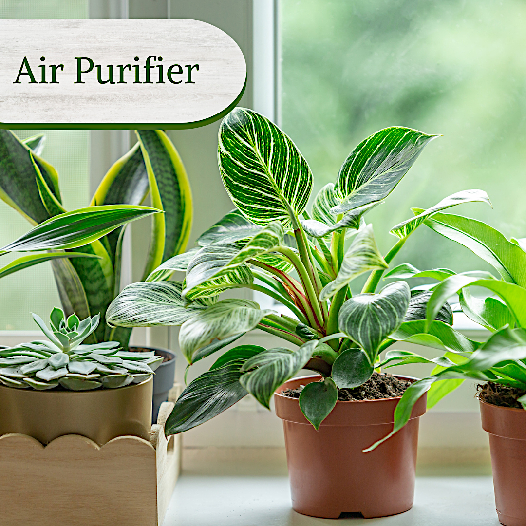 Philodendron Collection – 4 Exclusive Varieties in 2-Inch Pots | Easy-Care Indoor Plants | Perfect for Low Light, Office and Home Decor, and Air Purification