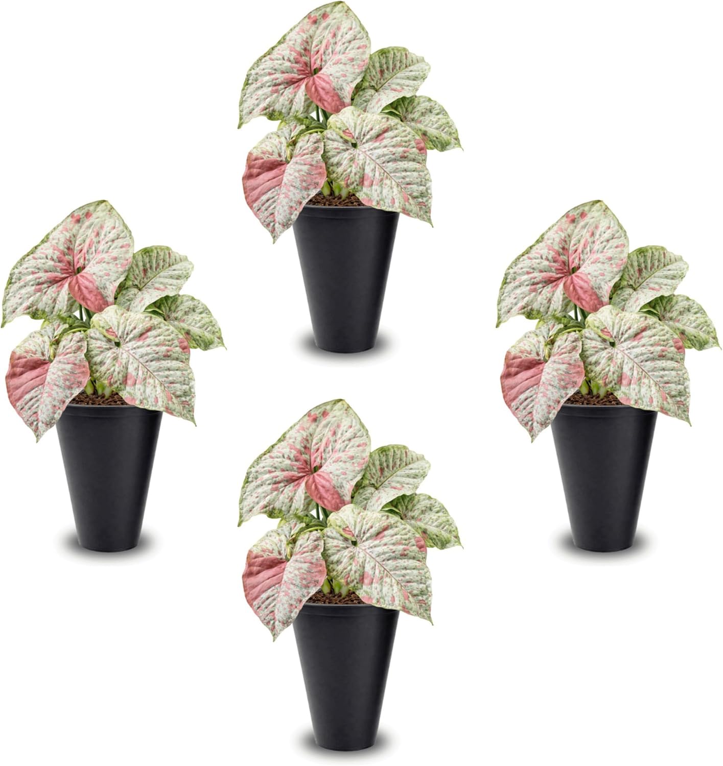 Syngonium Confetti Plant (4 Pack) Rare Live Starter Plants, Variegated Arrowhead Vine Houseplants, Easy Care Indoor Tropical Plants Live, Pink Foliage Houseplants