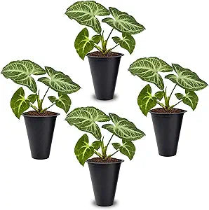 Syngonium Batik Plant (4 Pack) Live Starter Plants, Variegated Arrowhead Vine Houseplants, Easy Care Indoor Tropical Plants Live, Decorative Foliage Plants