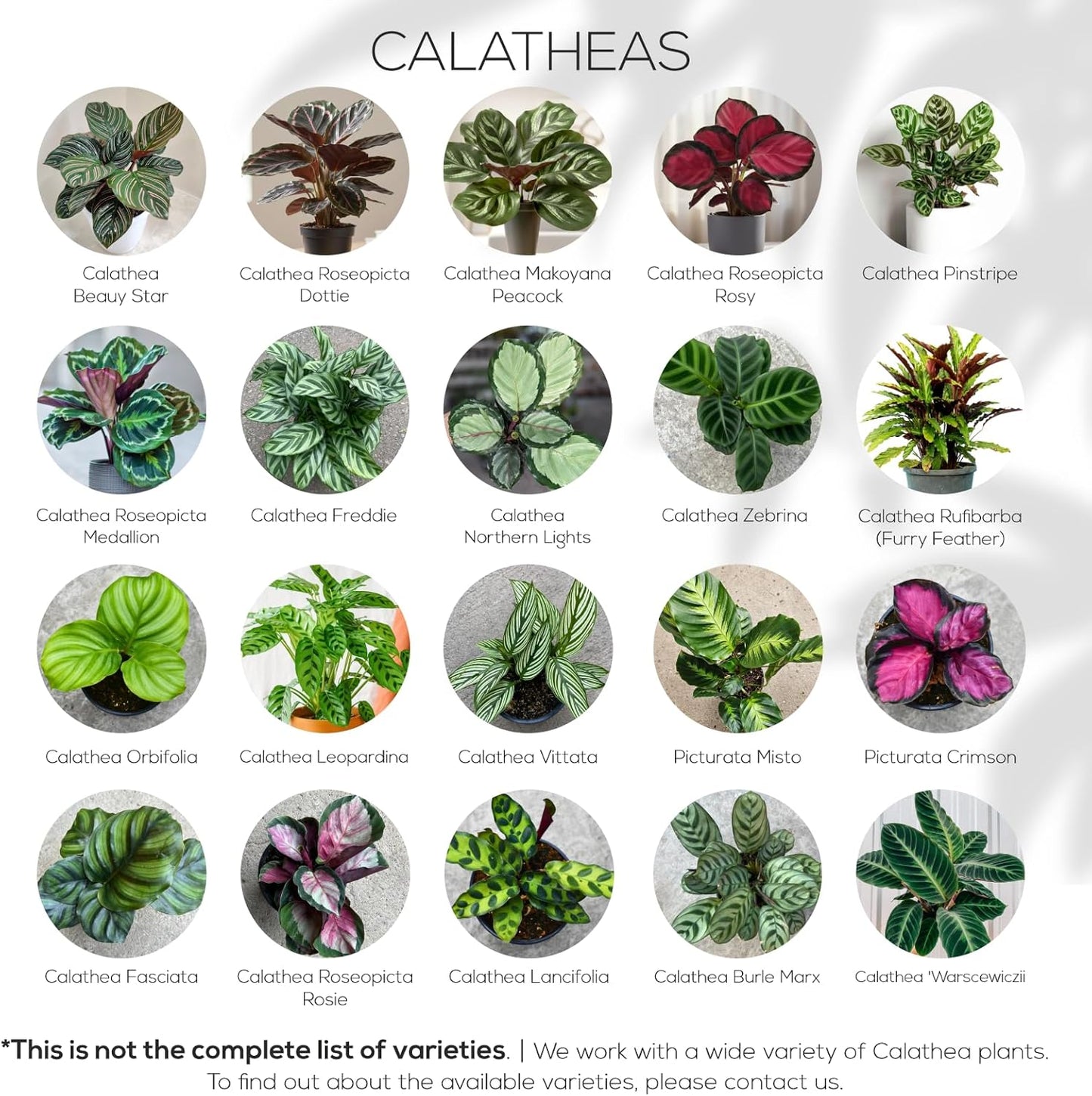 Calathea Collection (4 Pack) Live Plants – Stunning Foliage Prayer Plants Like Orbifolia, Rose Painted, White Star & Dottie – Easy Indoor Tropical Plants – Pet Friendly – Natural Air Purifiers