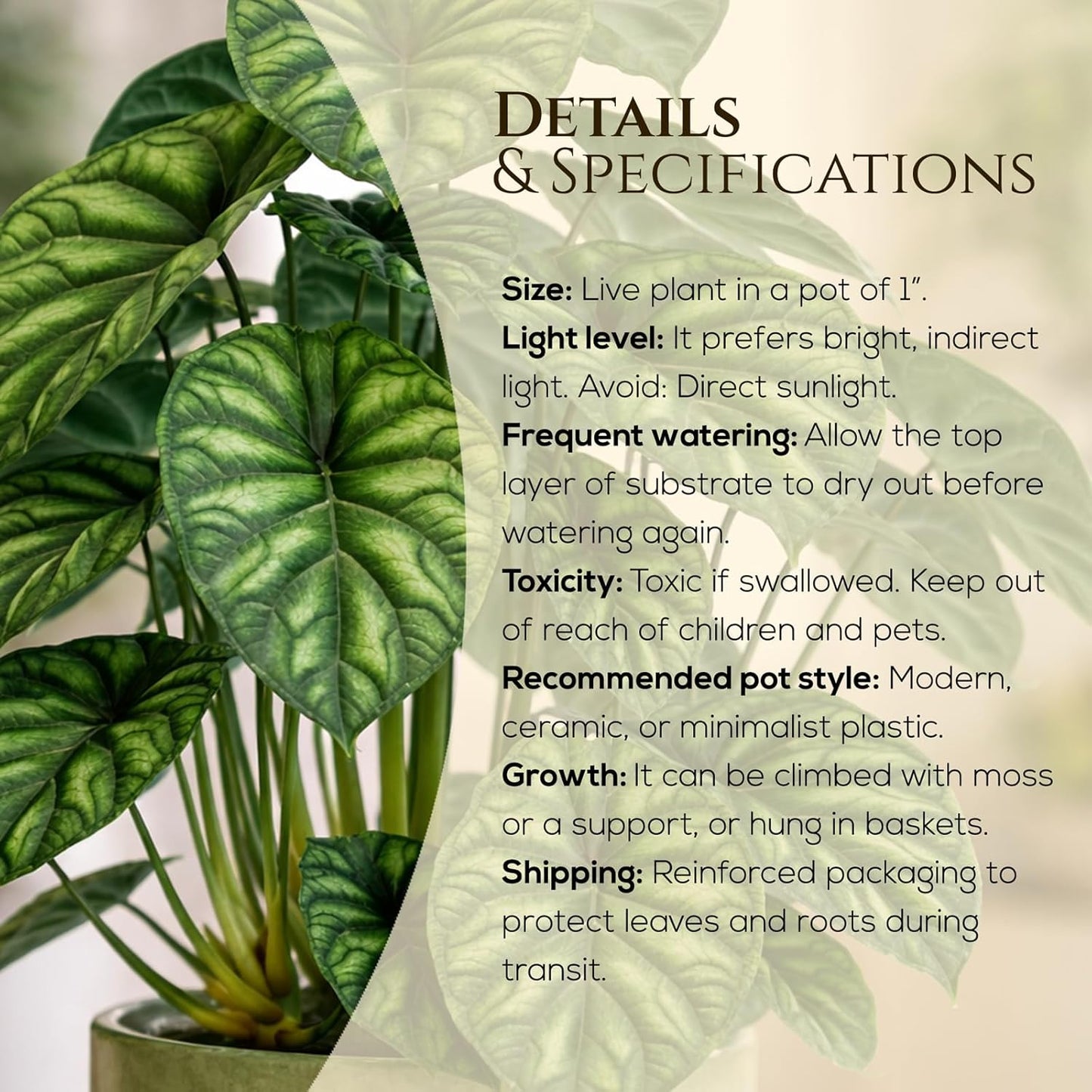 Alocasia Dragon Scale (4 Pack) Live Plant, Rare Indoor Alocasia, Elephant Ear Tropical Houseplant, Textured Foliage Plant, Starter Size Alocasia Plant,Houseplant for Home Decor and Indoor Growing