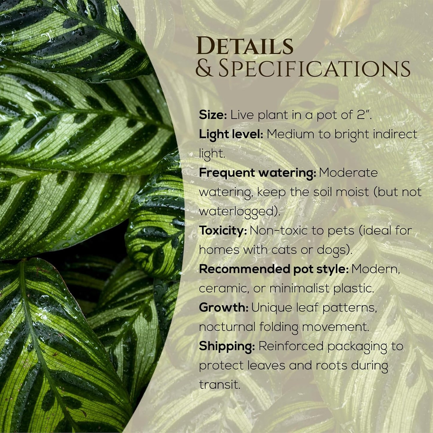 Calathea Collection (4 Pack) Live Plants – Stunning Foliage Prayer Plants Like Orbifolia, Rose Painted, White Star & Dottie – Easy Indoor Tropical Plants – Pet Friendly – Natural Air Purifiers