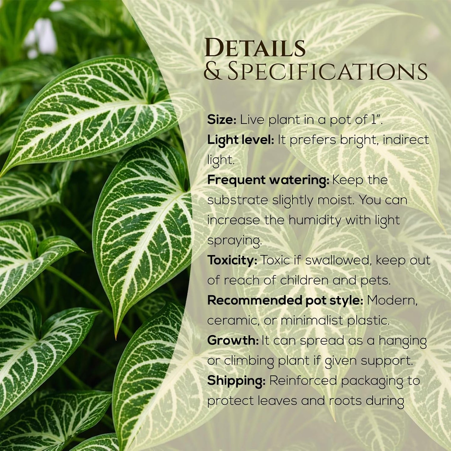 Syngonium Batik Plant (4 Pack) Live Starter Plants, Variegated Arrowhead Vine Houseplants, Easy Care Indoor Tropical Plants Live, Decorative Foliage Plants