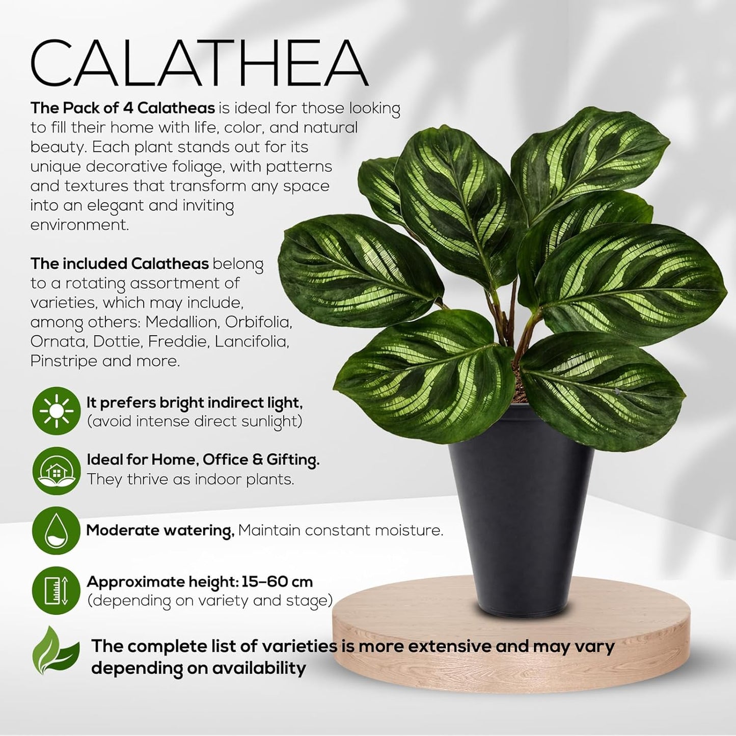 Calathea Collection (4 Pack) Live Plants – Stunning Foliage Prayer Plants Like Orbifolia, Rose Painted, White Star & Dottie – Easy Indoor Tropical Plants – Pet Friendly – Natural Air Purifiers