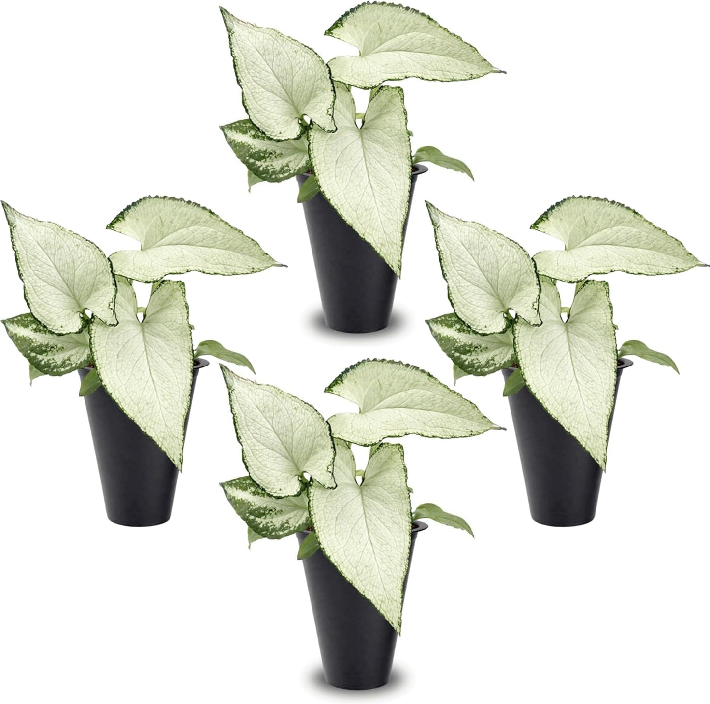 Syngonium Holly M (4 Pack) Live Starter Plants, Variegated Arrowhead Vine Houseplants, Easy Care Indoor Tropical Plants Live, Decorative Foliage Plants