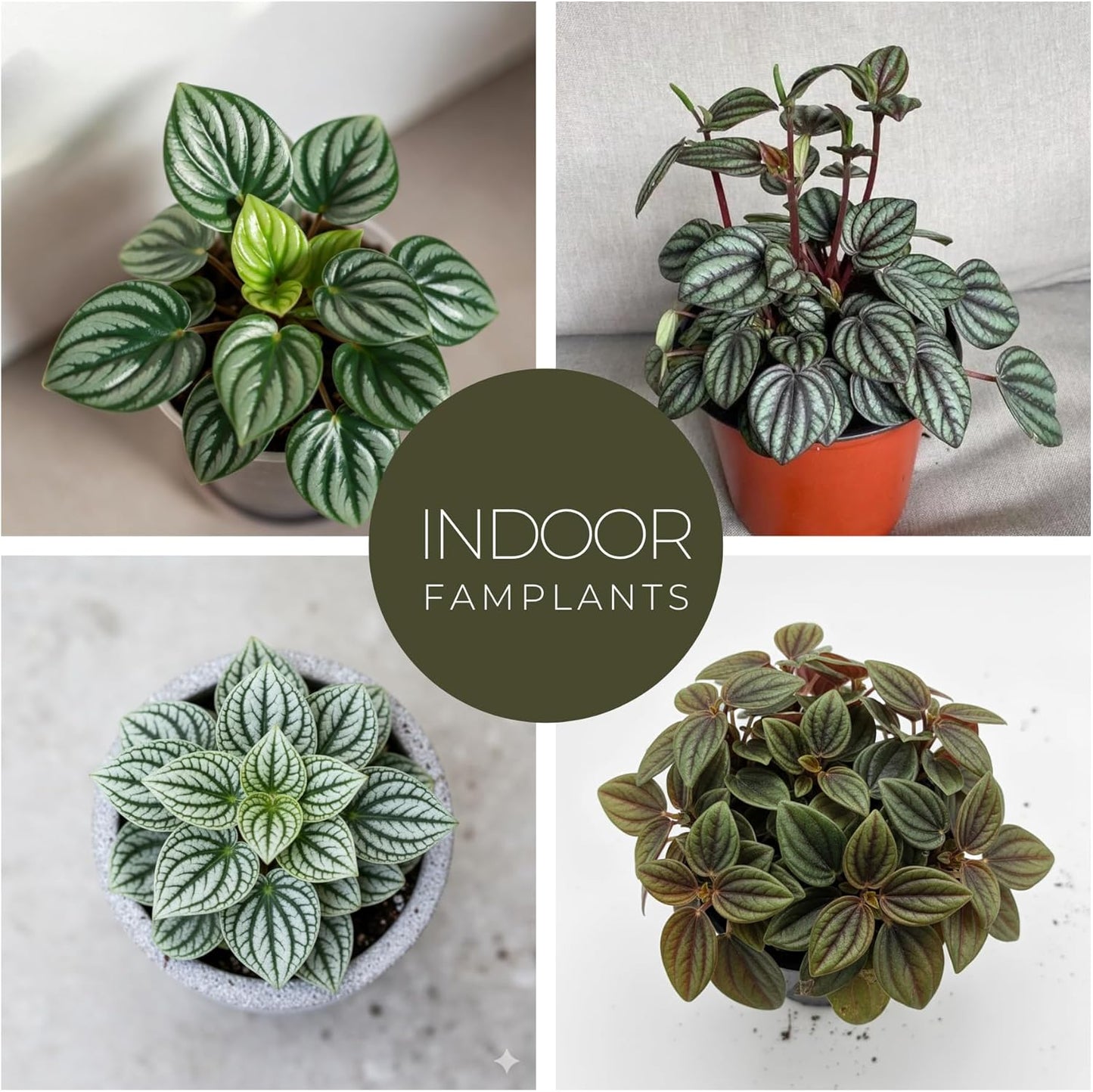 Peperomia Plant Collection (4 Pack)– Set of Rare Varieties | Watermelon, Frost, Eden Rosso & Piccolo Banda | Easy Indoor Houseplants, Live Plants for Home Decor (Peperomia Collection)