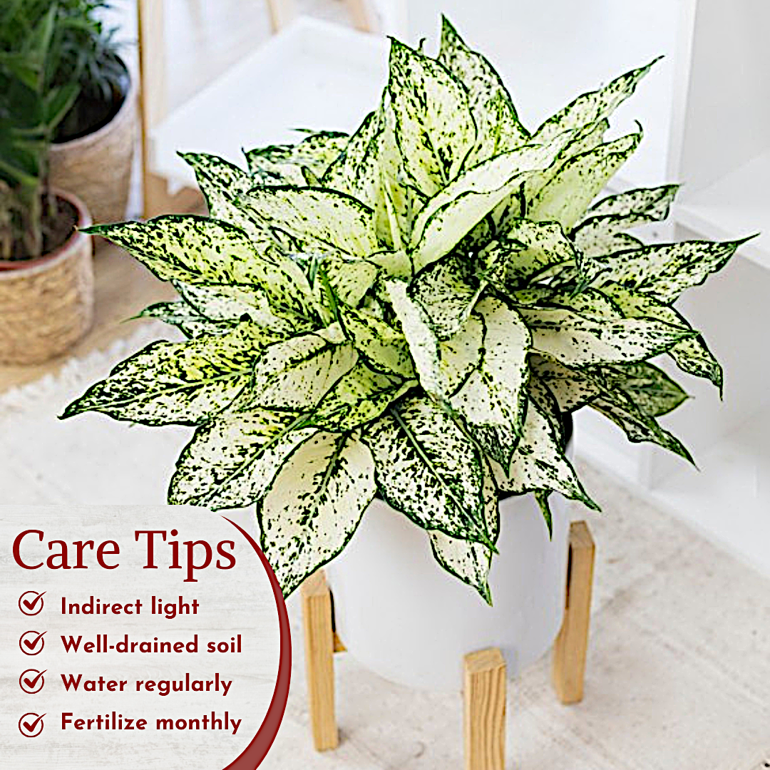 Aglaonema Live Plant Collection (4-Pack) Chinese Evergreen Plants in 2" Pots | Easy-Care Indoor Houseplants | Office Decor, Air Purification