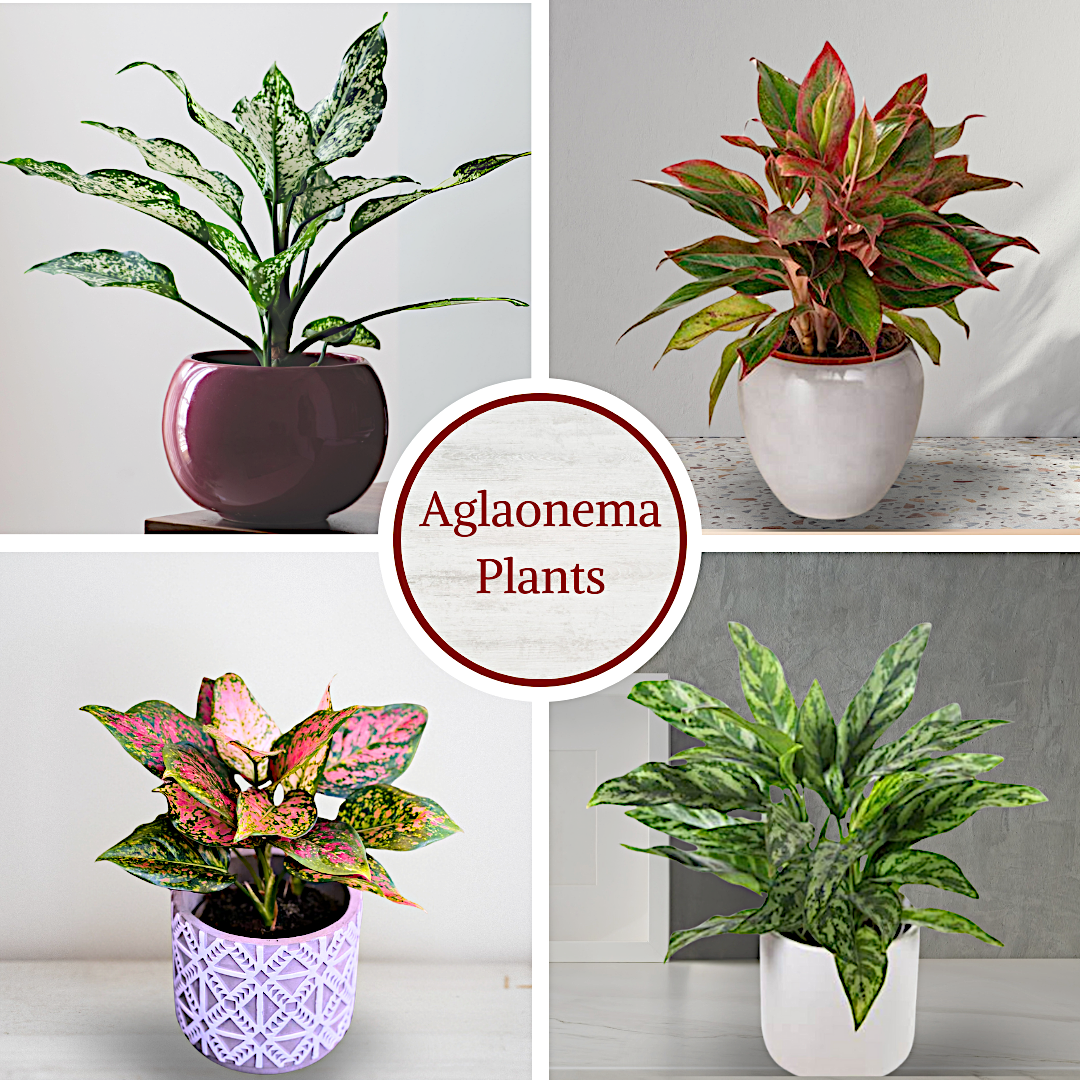 Aglaonema Live Plant Collection (4-Pack) Chinese Evergreen Plants in 2" Pots | Easy-Care Indoor Houseplants | Office Decor, Air Purification