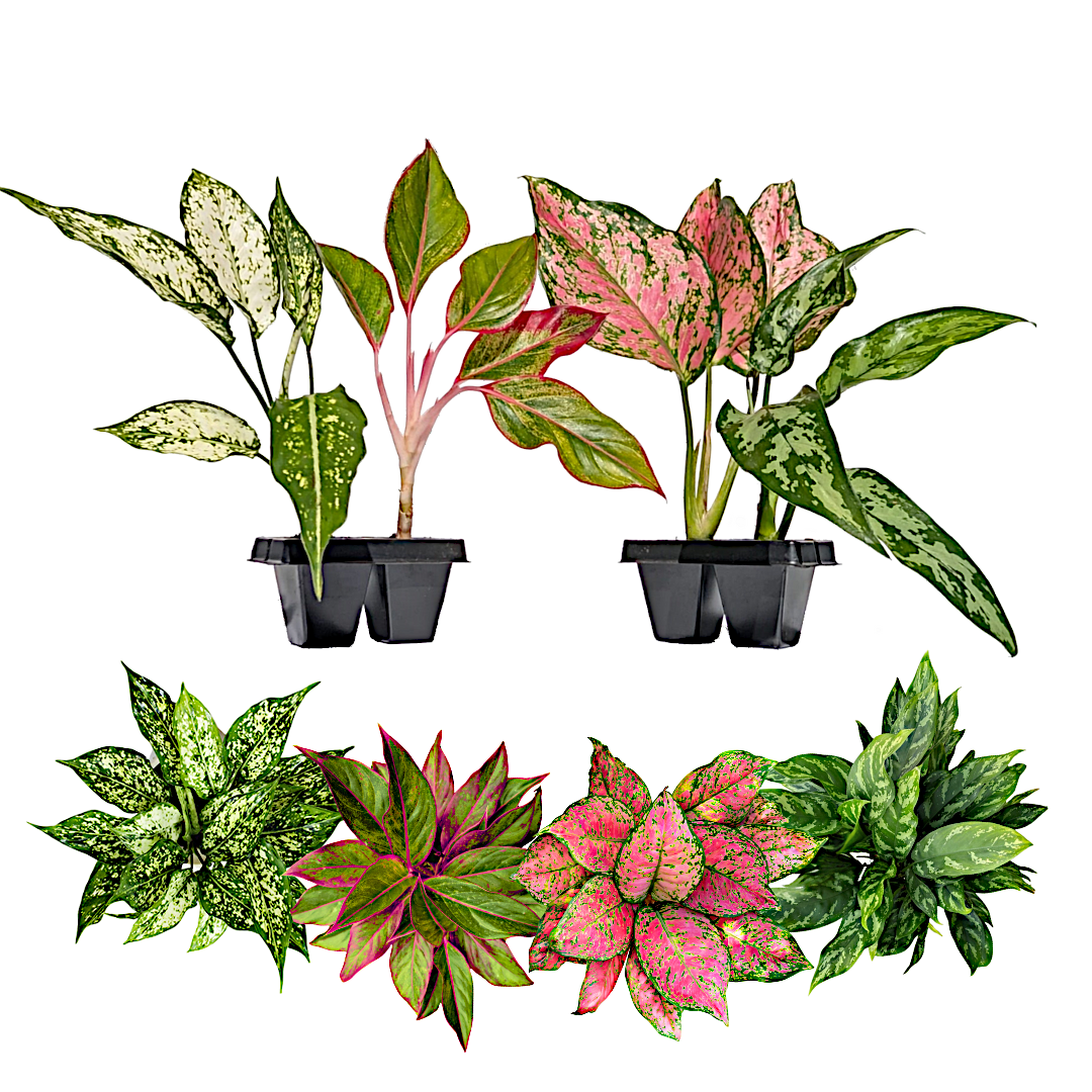 Aglaonema Live Plant Collection (4-Pack) Chinese Evergreen Plants in 2" Pots | Easy-Care Indoor Houseplants | Office Decor, Air Purification