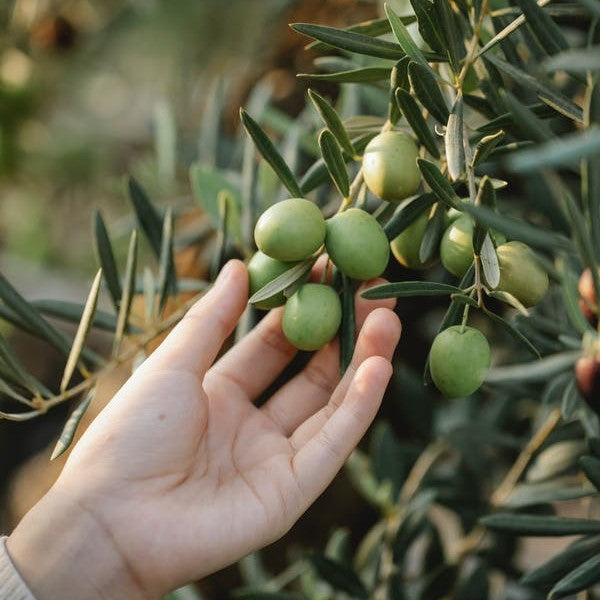 Arbequina "Olive Tree". Set of 4 Starts live plant