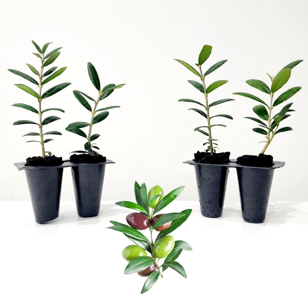 Arbequina "Olive Tree". Set of 4 Starts live plant