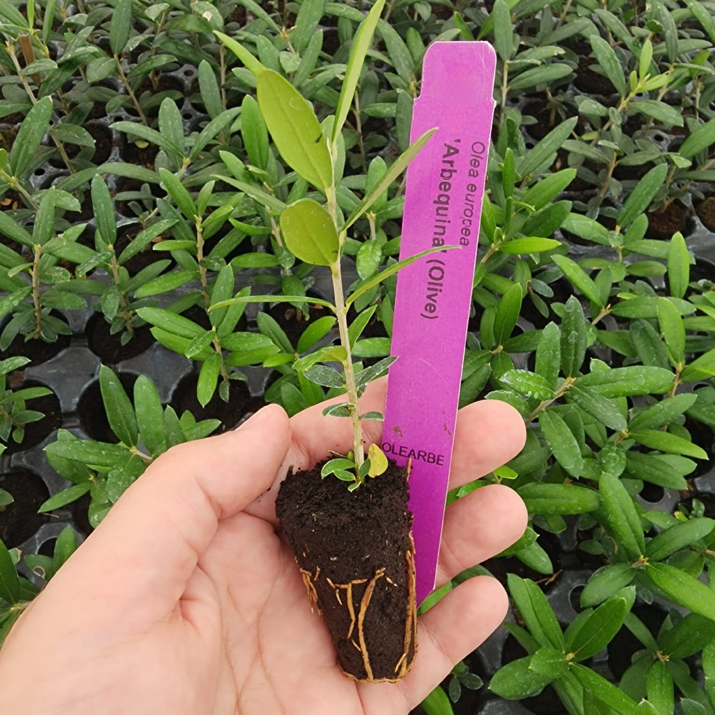 Arbequina "Olive Tree". Set of 4 Starts live plant