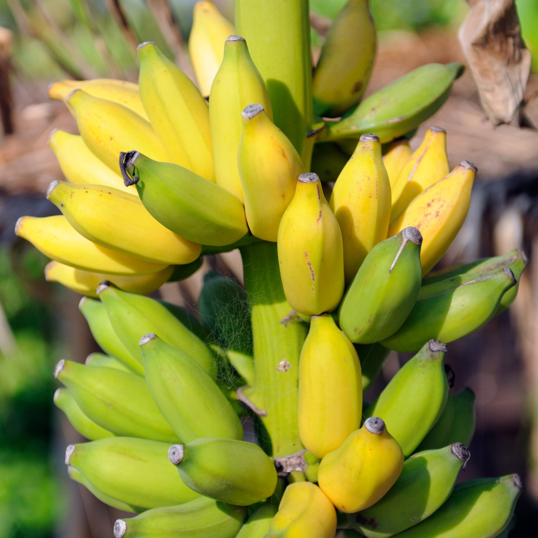 Banana "Dwarf Cavendish". Set of 4 Starts live plant