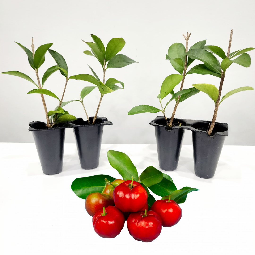 Barbados Cherry Trees. Set of 4 Starter Plants