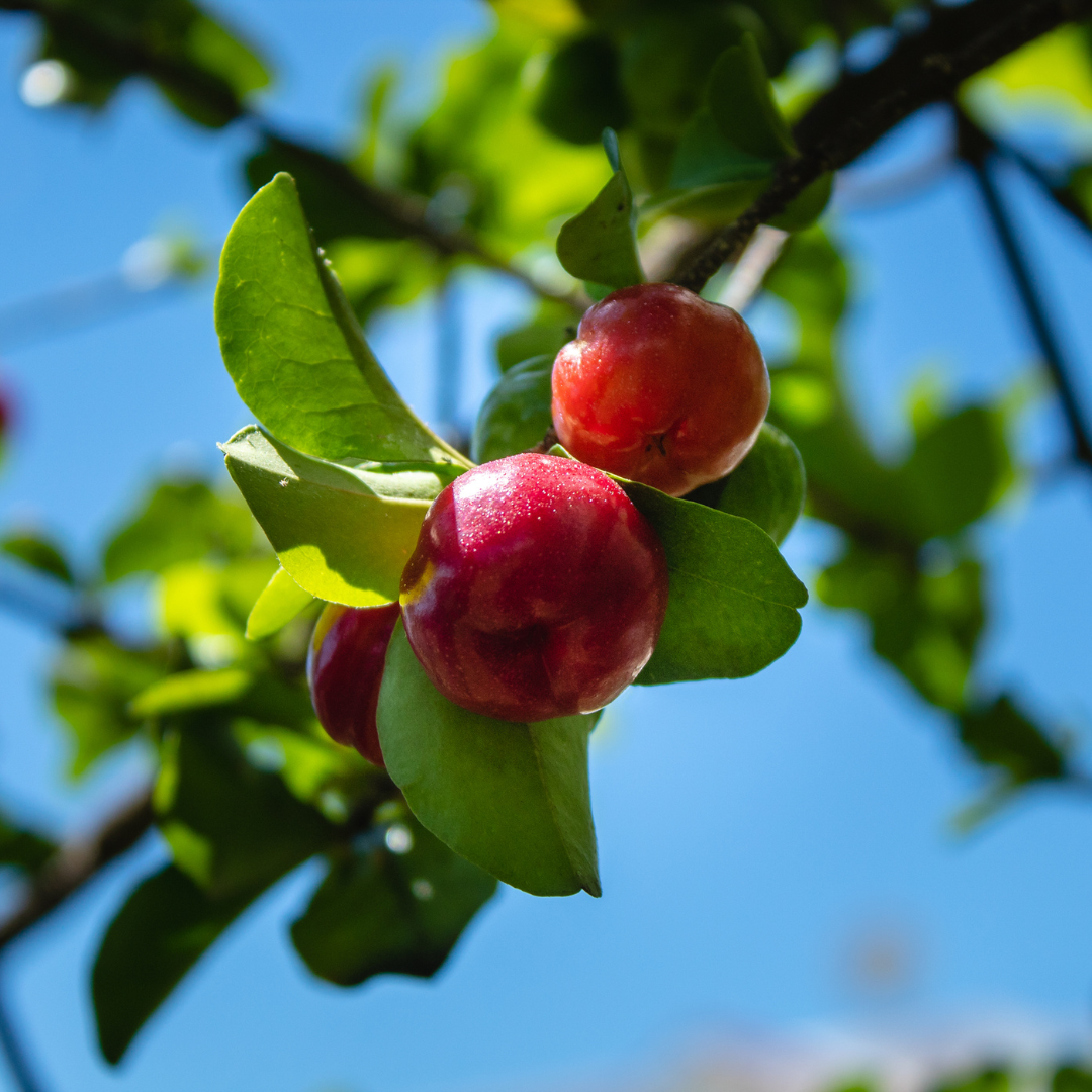 Barbados Cherry Trees. Set of 4 Starter Plants