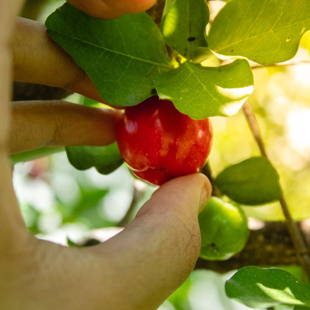 Barbados Cherry Trees. Set of 4 Starter Plants