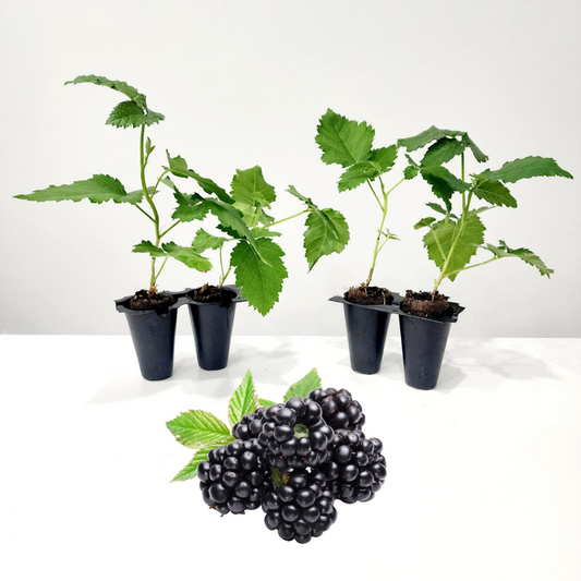 Blackberry "Prime-Ark Freedom". Set of 4 Starts live plant