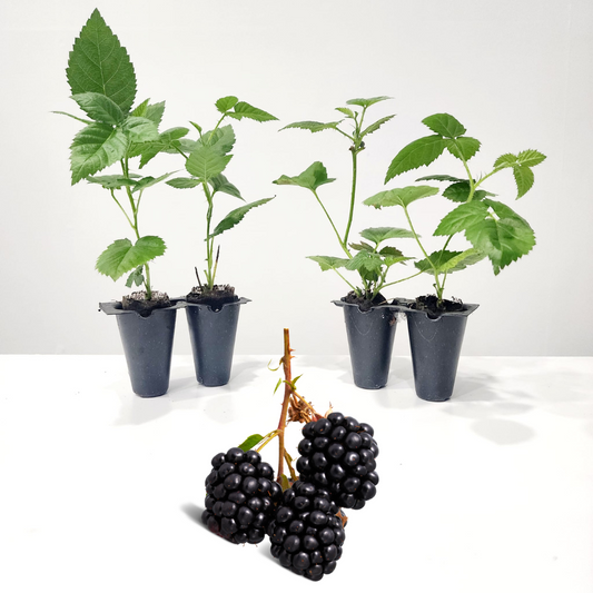 BlackBerry Plants "Kiowa" Set of 4 Starter Live Plants