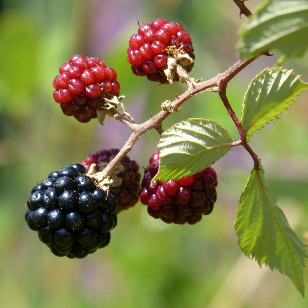 BlackBerry Plants "Sweetie Pie" Set of 4 Starter Live Plants