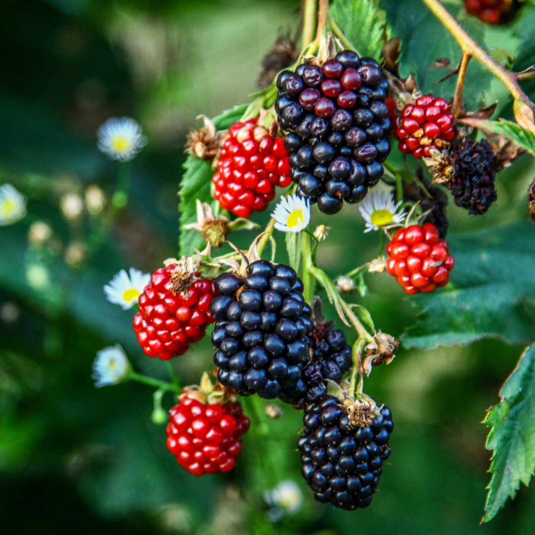 Blackberry – Fam Plants