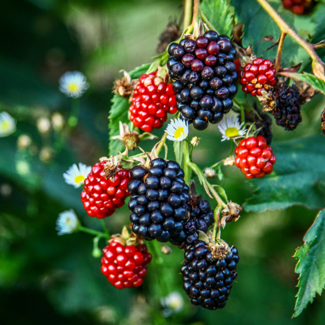 Blackberry "Triple Crown". Set of 4 Starts live plant