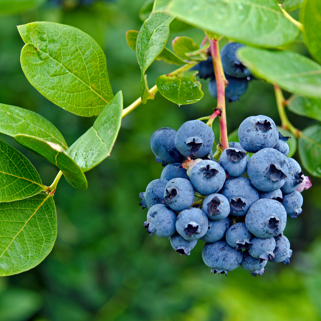 Blueberry "O'neal". Set of 4 starter live plants