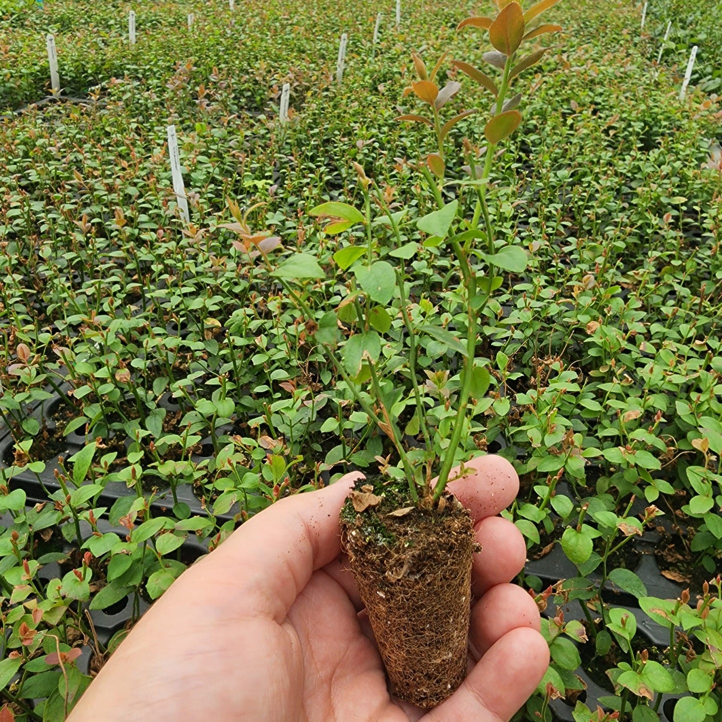 Blueberry "Chandler". Set of 4 Starts live plant