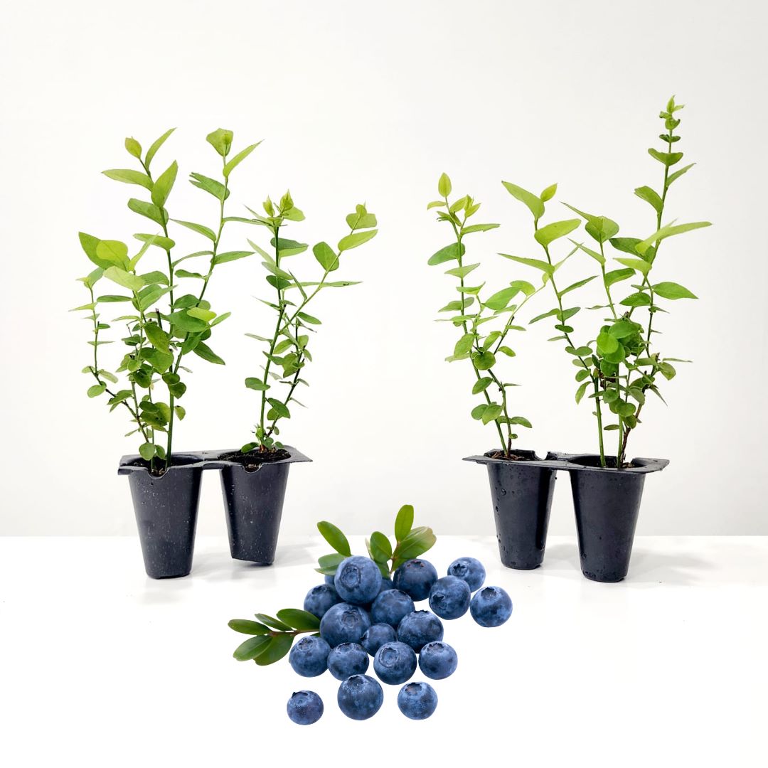 Blueberry 'Emerald". Set of 4 starter live plant