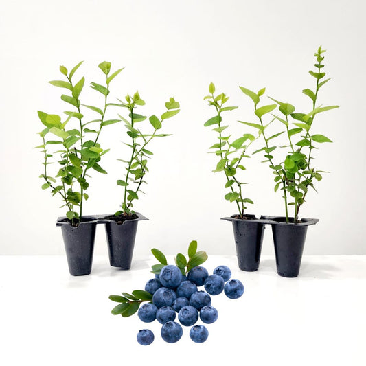 Blueberry 'Emerald". Set of 4 starter live plant