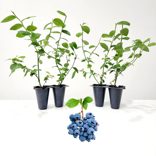 Blueberry "O'neal". Set of 4 starter live plants