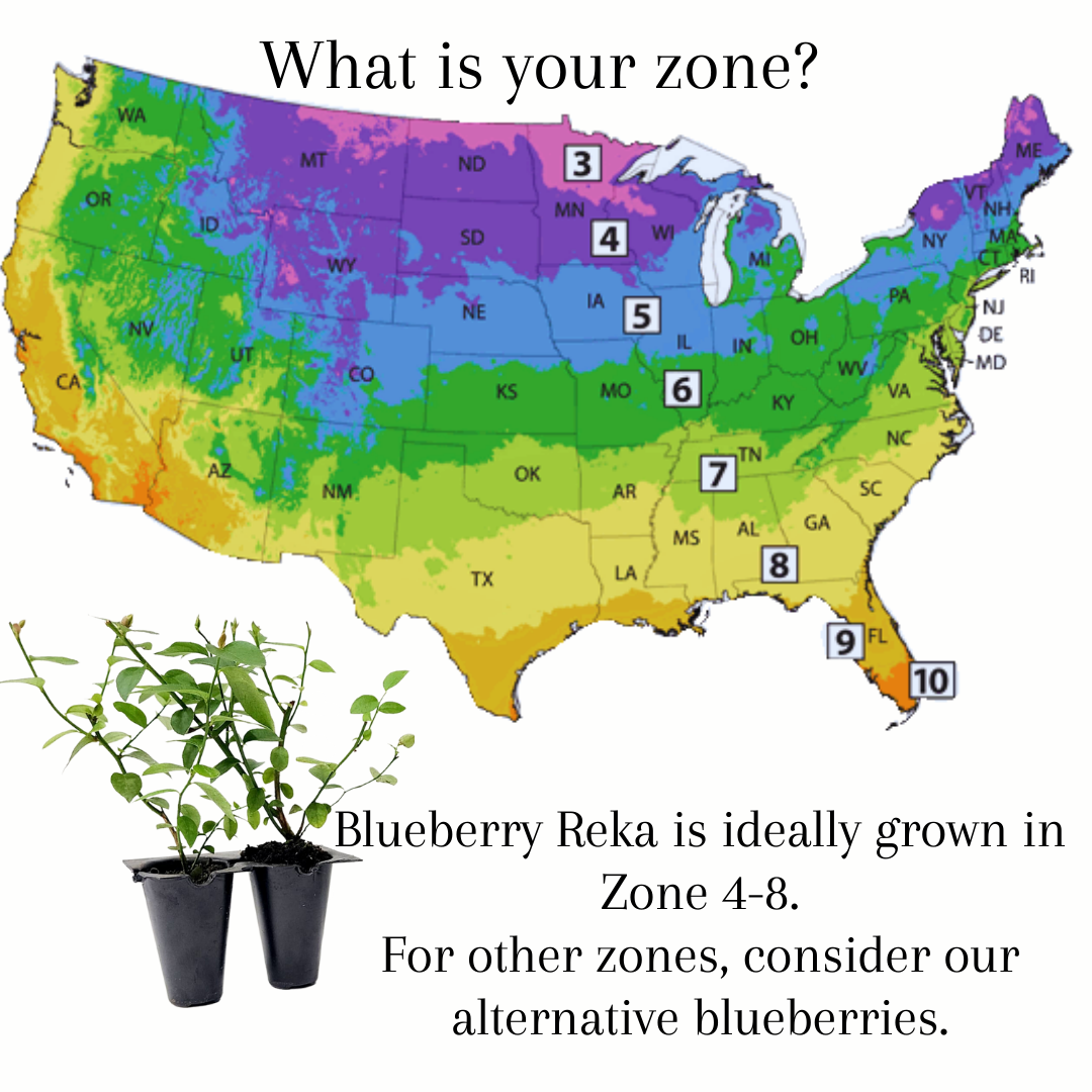 Blueberry "Reka". Set of 4 starter live plants