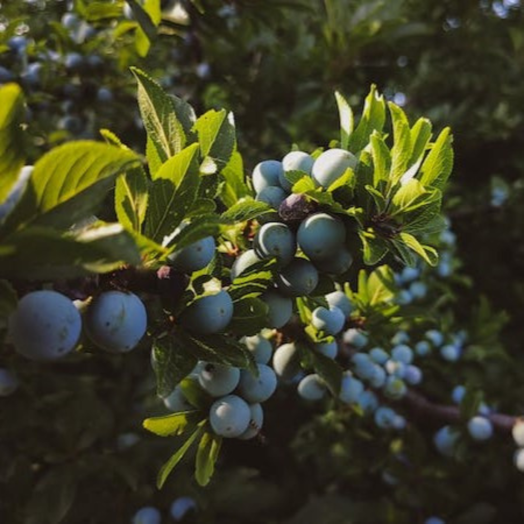 Blueberry "Biloxi". Set of 4 Starts live plant