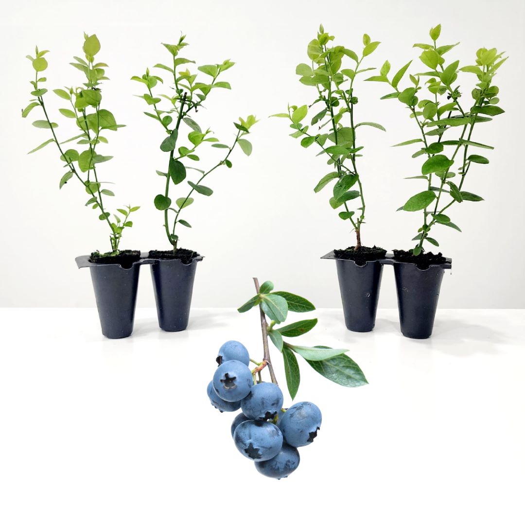 Blueberry "Biloxi". Set of 4 Starts live plant