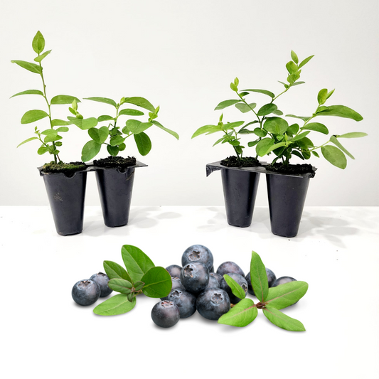 Blueberrry "Jewel". Set of 4 Starts live plant