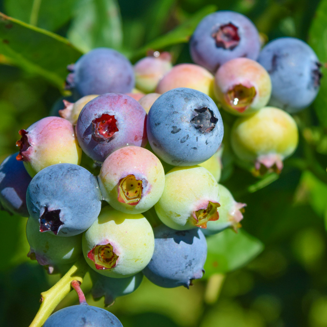 Blueberry "Legacy". Set of 4 starter live plant. Fam Plants