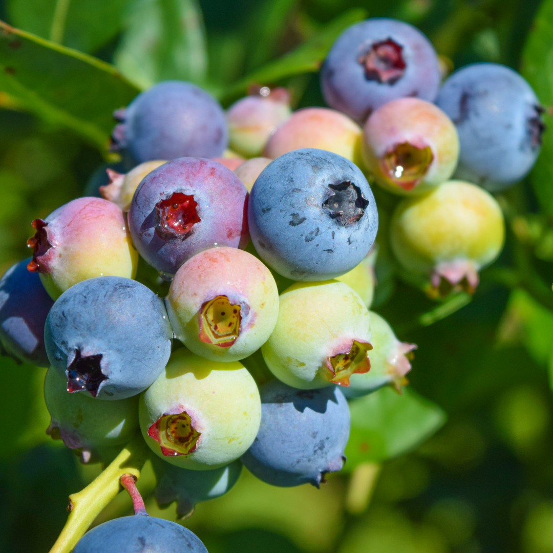 Blueberry "Legacy". Set of 4 starter  live plant.