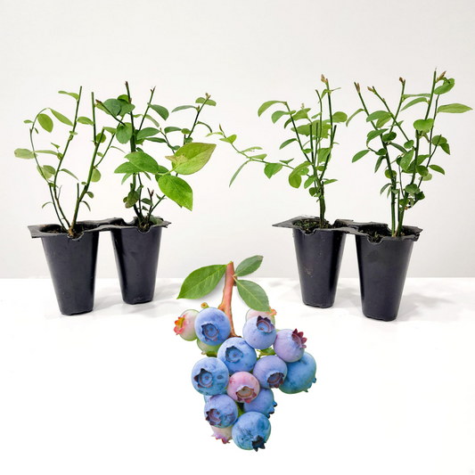 Blueberry "Legacy". Set of 4 starter  live plant.