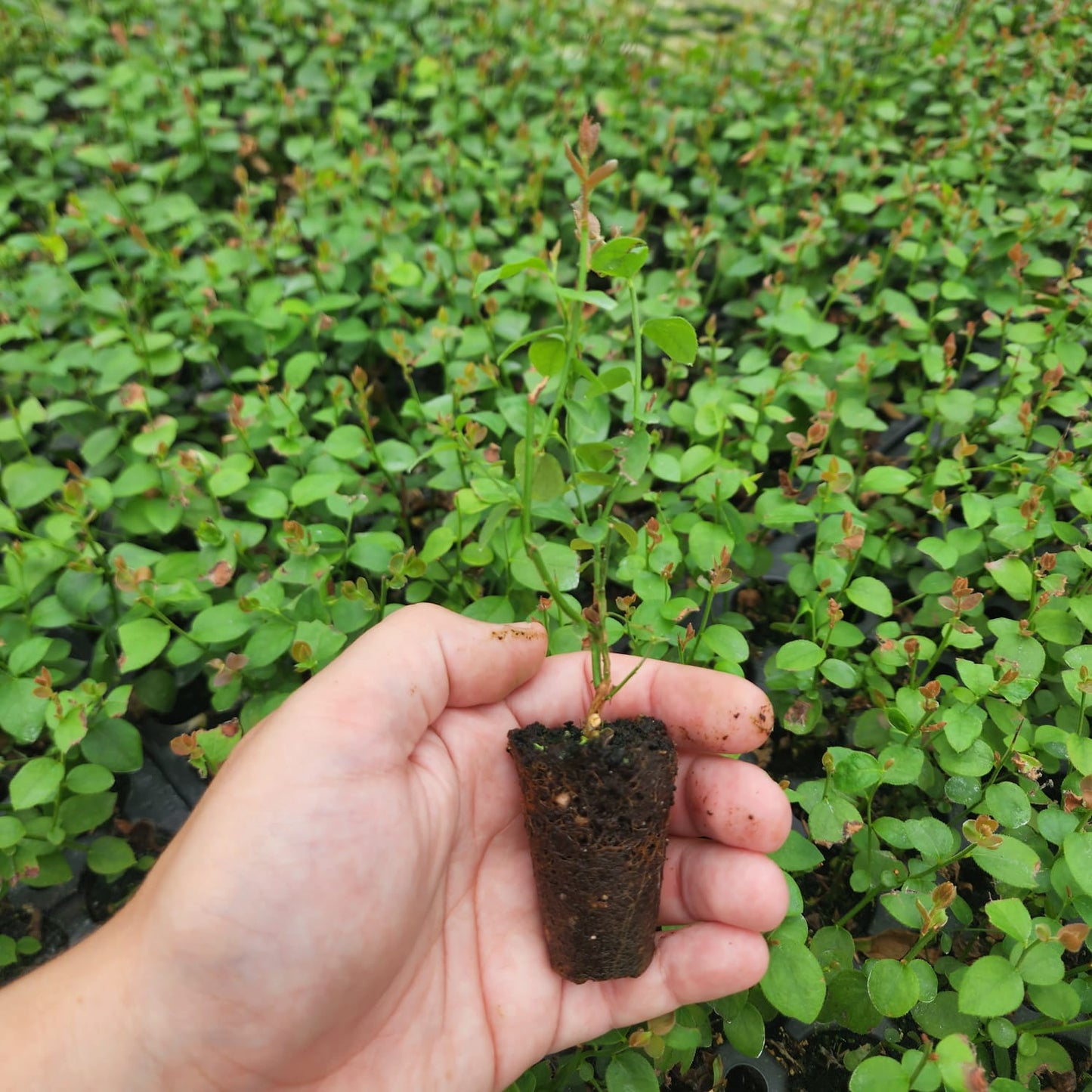 Blueberry "Legacy". Set of 4 starter  live plant.